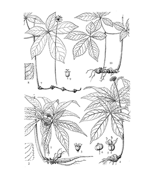 Natural compounds from  Panax notoginseng